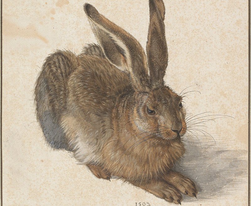 Albrecht Dürer, "Young Hare." (1502)