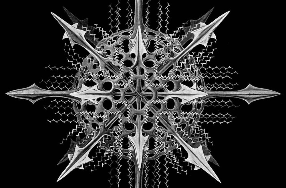 Ernst Haeckel, Specimen of radiolaria (a type of marine Protozoa)